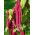 Amaranth - Kaleidoscope of Colors - Mixed - Amaranthus - Spectacular Panicles and Fluffy Spikes - Fresh Seeds