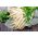 Asparago - Eposs - 50 semi - Asparagus officinalis L.