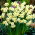 Narcissus Minnow - Narcis Minnow - 5 květinové cibule