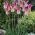 Tulipa Florosa - Tulip Florosa - 5 bulbs