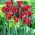 Tulp Omnyacc - pakend 5 tk - Tulipa Omnyacc