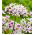 Allium Cameleon - 5 bulbi