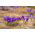 Crocus, Krokus Flower Record - 10 Zwiebeln