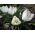 Crocus Jeanne D'Arc - 10 lampu - Crocus Jeanne d'Arc