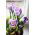 Crocus King of the Striped - paquete de 10 piezas