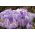 Crocus King of the Striped - paquete de 10 piezas