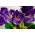 Crocus King of the Striped - paquete de 10 piezas