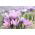 Sáfrány Sativus - csomag 10 darab - Crocus Sativus