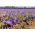 Sáfrány Sativus - csomag 10 darab - Crocus Sativus