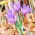 Sáfrány Sativus - csomag 10 darab - Crocus Sativus
