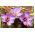 Sáfrány Sativus - csomag 10 darab - Crocus Sativus