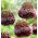 Decoratieve knoflook - Forelock  - Allium Forelock