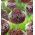 Decoratieve knoflook - Forelock  - Allium Forelock