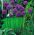 Ail d'Ornement Gladiator - Allium Gladiator