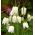 Mocsári kockásliliom - Alba - csomag 5 darab - Fritillaria Meleargis Alba