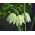 Mocsári kockásliliom - Alba - csomag 5 darab - Fritillaria Meleargis Alba