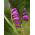 Gladiolus Byzantinus - 10 květinové cibule