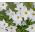 Ipheion Alberto Castillo - Spring starflower Alberto Castillo - 10 bulbs