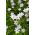 Ipheion Alberto Castillo - Spring starflower Alberto Castillo - 10 bulbs