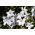 Ipheion Alberto Castillo - Spring starflower Alberto Castillo - 10 bulbs