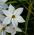 Ipheion Alberto Castillo - Spring starflower Alberto Castillo - 10 bulbs