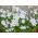 Ipheion Alberto Castillo - Spring starflower Alberto Castillo - 10 bulbs