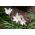 Ipheion Charlotte Bishop - Bintang musim semi Charlotte Bishop - 10 lampu - Ipheion uniflorum