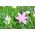 Ipheion Charlotte Bishop - Bintang musim semi Charlotte Bishop - 10 lampu - Ipheion uniflorum
