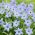 Ipheion Uniflorum  - 春スターフラワーUniflorum  -  10球根