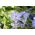 Ipheion Uniflorum  - 春スターフラワーUniflorum  -  10球根