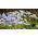 Ipheion Uniflorum  - 春スターフラワーUniflorum  -  10球根