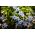 Ipheion Uniflorum  - 春スターフラワーUniflorum  -  10球根