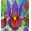Iris hollandica Eye of the Tiger - 10 bulbs