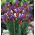 Iris hollandica Eye of the Tiger - 10 bulbs