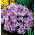 Crocus King of the Striped - paquete de 10 piezas