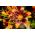 Lilium, Lily Forever Susan