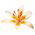 Lilium, Lily Orange Electric - umbi / umbi / akar - Lilium Orange Electric