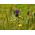 Muscari - Comosum - csomag 5 darab
