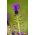 Muscari - Comosum - csomag 5 darab