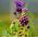 Muscari - Comosum - csomag 5 darab