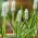 Tigru Siberian Muscari - Tigru Siberian - 10 bulbi
