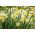 Narcissus Golden Echo - Daffodil Golden Echo - 5 lampu