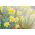 Narcissus Golden Echo - Daffodil Golden Echo - 5 lampu