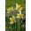 Narcissus Golden Echo - Daffodil Golden Echo - 5 lampu