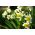 Narcissus Golden Echo - Daffodil Golden Echo - 5 lampu