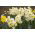 Narcissus Minnow - Narcis Minnow - 5 květinové cibule