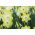 Narcissus Pipit - Daffodil Pipit - 5 bulbs