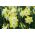 Narcissus Pipit - Daffodil Pipit - 5 bulbs