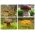 Set de ciuperci de molid - 4 specii - miceliu - 