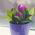 Tulipa Baby Blue - Tulip Baby Blue - 5 bulbs